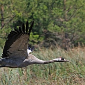 Common Crane  "Grus grus"